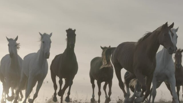 Horses running on a grass field on sunset in slow motion