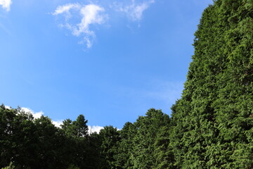 日本の綺麗な空と植物