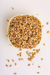 fresh Sprouted matki in bowl , Sprouted moth