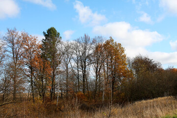 Colorful bright autumn city park. Leaves fall on ground. Autumn forest scenery with warm colors and footpath covered in leaves leading into scene.