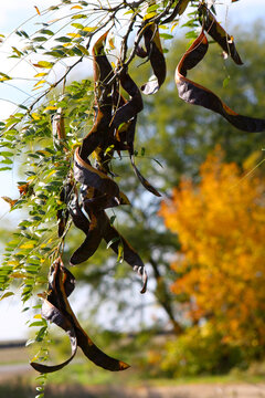 Acacia pods on the ground in the fall. Acacia trees in late autumn. Acacia seeds against