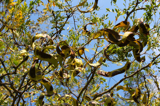 Acacia pods on the ground in the fall. Acacia trees in late autumn. Acacia seeds against
