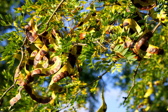 Acacia pods on the ground in the fall. Acacia trees in late autumn. Acacia seeds against
