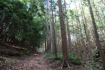 日本の山道の自然達
