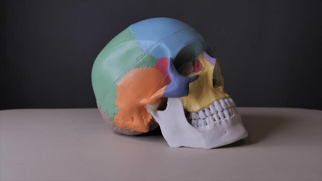 Side view of the human Skull Anatomy. Gray background, shedows.