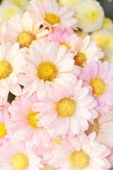 blooming flowers with vintage light shining background