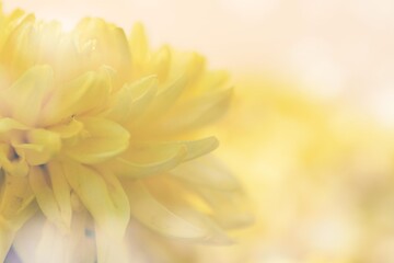 blooming flowers with vintage light shining background