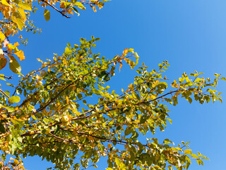 Obraz premium Beautiful, delicious, зеленые apples in the branches the backdrop of bright sunny blue sky. Ecological farm