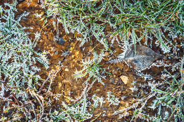 Frozen green grass on autumn time. Early frosts concept.
