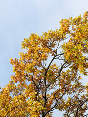 Colorful bright autumn city park. Leaves fall on ground. Autumn forest scenery with warm colors and footpath covered in leaves leading into scene. 