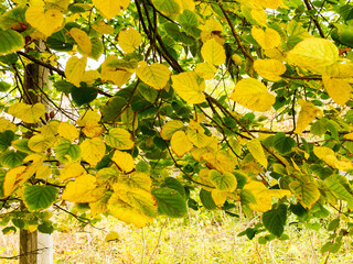 Colorful bright autumn city park. Leaves fall on ground. Autumn forest scenery with warm colors and footpath covered in leaves leading into scene. 