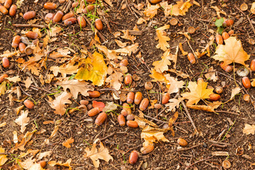 Acorns lying on the ground background. On the wet ground lie fallen yellow oak leaves and small acorns