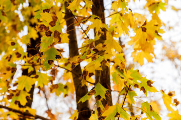 Brown Spots on leaves, round or irregular in shape with a dark edge. Fungal diseases of trees. Beautiful bright colors of autumn. Sunny autumn day..