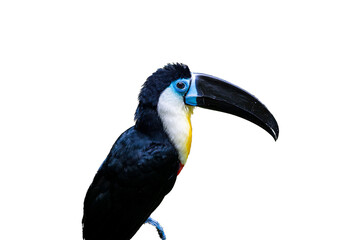 Channel-billed toucan isolated on white background.