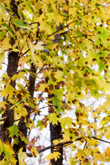 Brown Spots on leaves, round or irregular in shape with a dark edge. Fungal diseases of trees. Beautiful bright colors of autumn. Sunny autumn day.