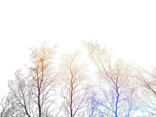 Obraz na płótnie Canvas tree branch with light sun ray shining background