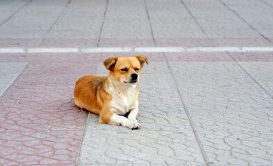 cute abandoned homeless stray dog on a street pavement
