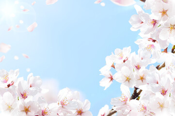 Fototapeta na wymiar 桜の花びら舞う空と太陽光のフレーム