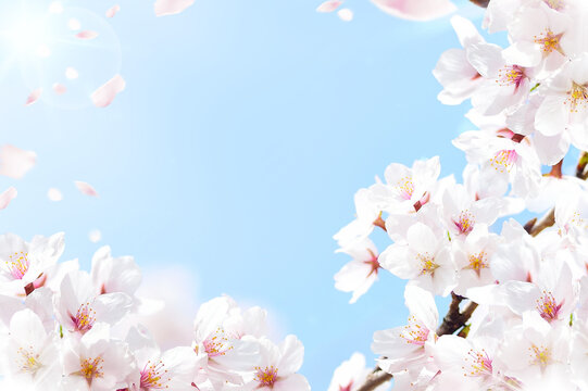 桜の花びら舞う空と太陽光のフレーム
