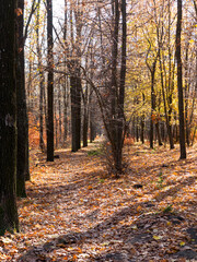 Obraz premium Colorful mixed deciduous forest. Autumn forest in the morning light. Beautiful nature background. Amazing romantic landscape with mysterious autumn forest.