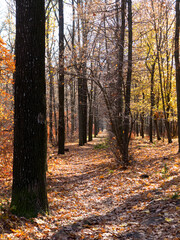 Obraz premium Colorful mixed deciduous forest. Autumn forest in the morning light. Beautiful nature background. Amazing romantic landscape with mysterious autumn forest.