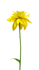 yellow flower isolated on white