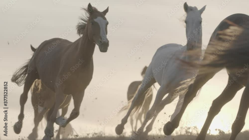Wall mural horses running on a grass field on sunset in slow motion
