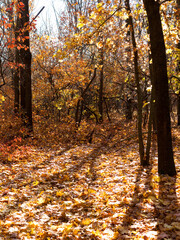 Colorful mixed deciduous forest. Autumn forest in the morning light. Beautiful nature background. Amazing romantic landscape with mysterious autumn forest.