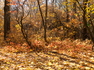 Colorful mixed deciduous forest. Autumn forest in the morning light. Beautiful nature background. Amazing romantic landscape with mysterious autumn forest.