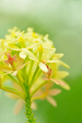 エピデンドラム