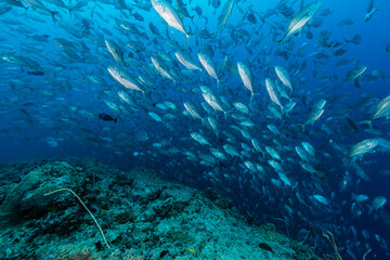 Huge school of silver Big Eye Trevally swim over deep coral reef in Palau