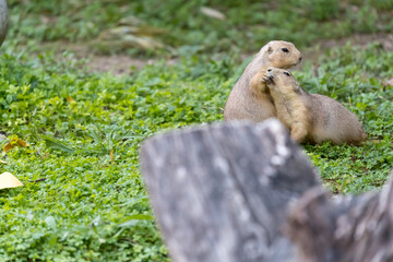 pair of Prairie dogs (genus Cynomys) in a field