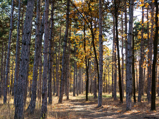 Wide panoramic view of Pine forest with beautiful golden morning side light. Amazing romantic landscape with mysterious autumn forest. Autumn forest in morning light. Beautiful nature background.