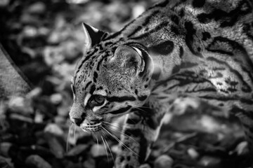 Fototapeta premium portrait of the ocelot in black and white