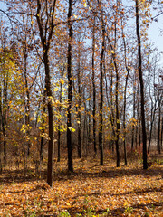 Colorful mixed deciduous forest. Autumn forest in the morning light. Beautiful nature background. Amazing romantic landscape with mysterious autumn forest.