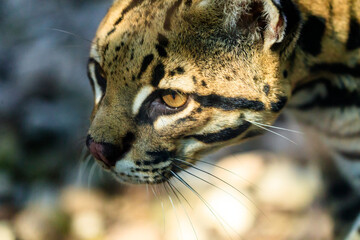 portrait of the ocelot