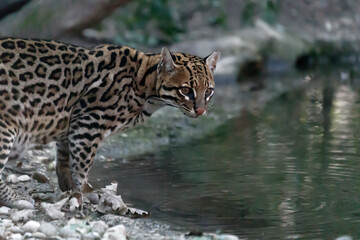 female ocelot near a puddle of water