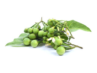 turkey berry isolated in white background