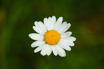 Obraz premium Margherite