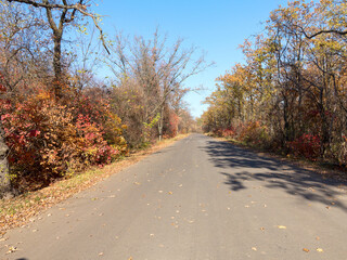 Obraz premium An asphalt road passes through the autumn deciduous forest in the morning light. Сolorful forest in the morning light. Authentic landscape.