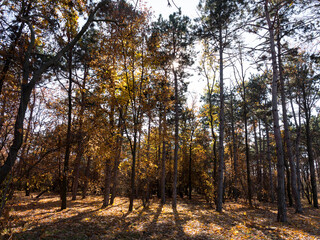 Colorful mixed deciduous forest. Autumn forest in the morning light. Beautiful nature background. Amazing romantic landscape with mysterious autumn forest.