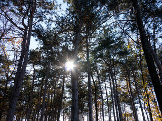 Obraz premium Wide panoramic view of Pine forest with beautiful golden morning side light. Amazing romantic landscape with mysterious autumn forest. Autumn forest in morning light. Beautiful nature background.