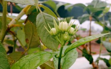 banana tree in the garden