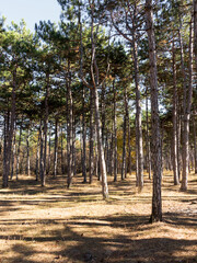 Wide panoramic view of Pine forest with beautiful golden morning side light. Amazing romantic landscape with mysterious autumn forest