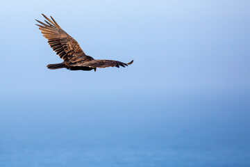 Turkey vulture soaring over the blue ocean and in a blue sky