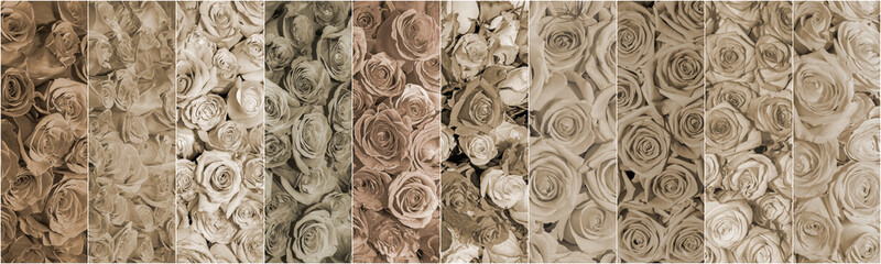 Beautiful collage of flowers. Sepia. Panorama.