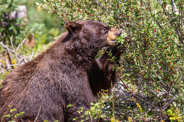 Black Bear (Ursus americanus) eating wild berries in a forest