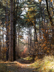 Colorful mixed deciduous forest. Autumn forest in the morning light. Beautiful nature background. Amazing romantic landscape with mysterious autumn forest.