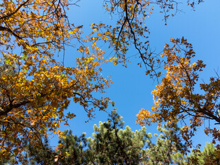 The warm autumn sun shining through golden treetops, with beautiful bright blue sky. Creative background of yellow and red leaves.