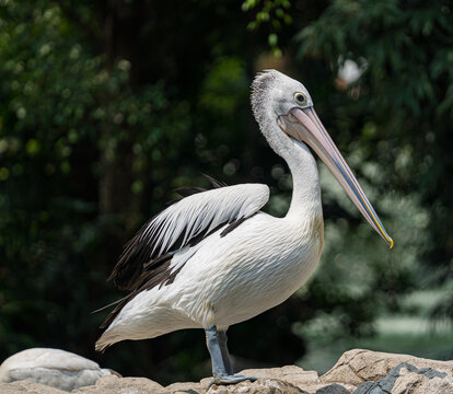 Australian Pelican